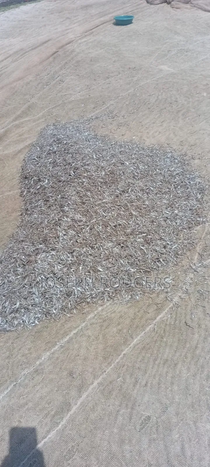 Fresh Omena Available