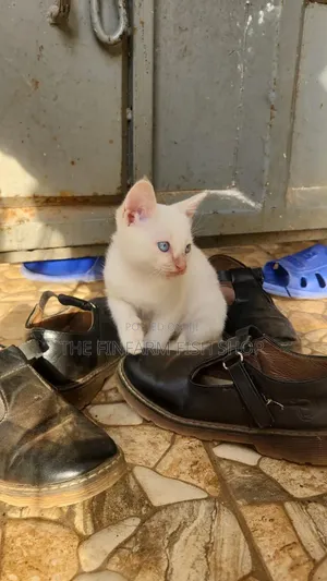 1-3 months Male Mixed Breed Siamese