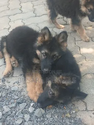 3-6 months Male Purebred German Shepherd