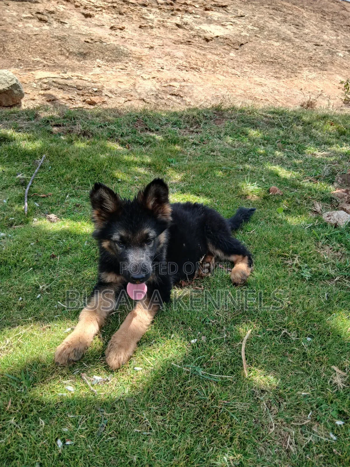 3-6 months Male Purebred German Shepherd