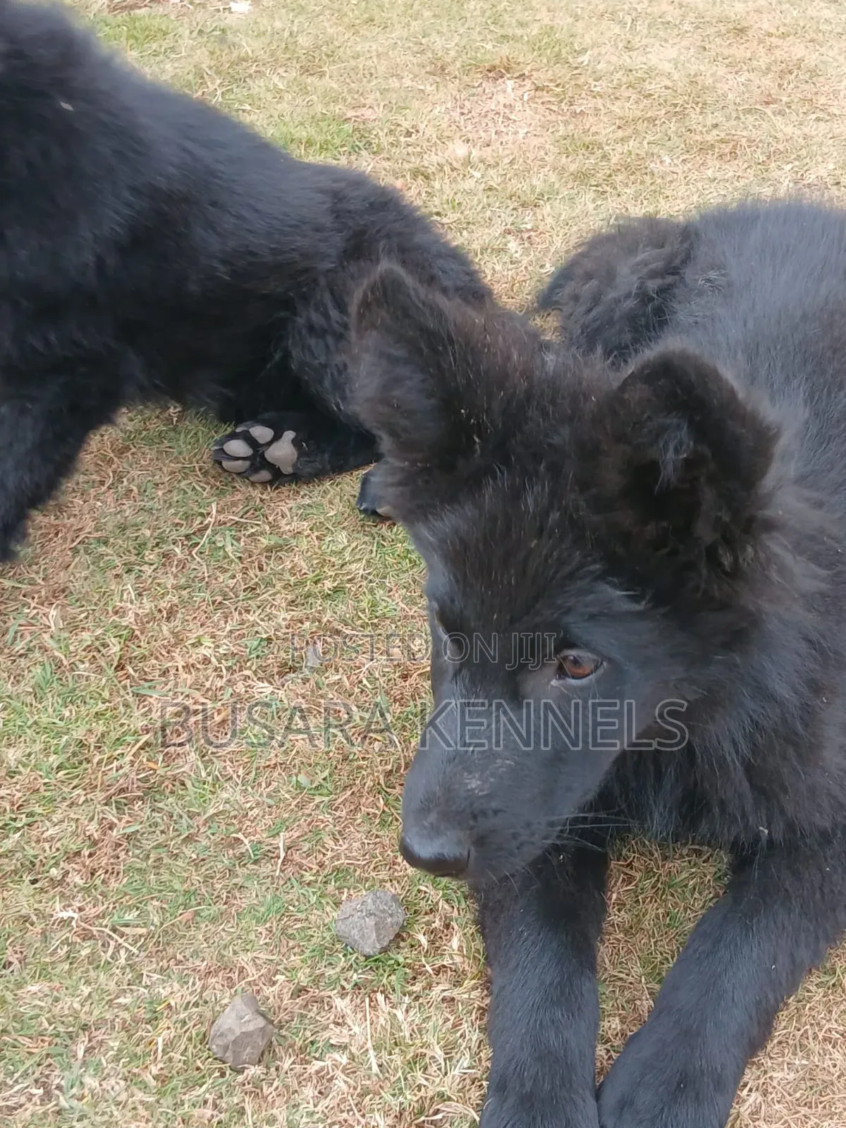 3-6 months Male Purebred German Shepherd