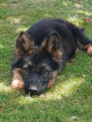 3-6 months Male Purebred German Shepherd