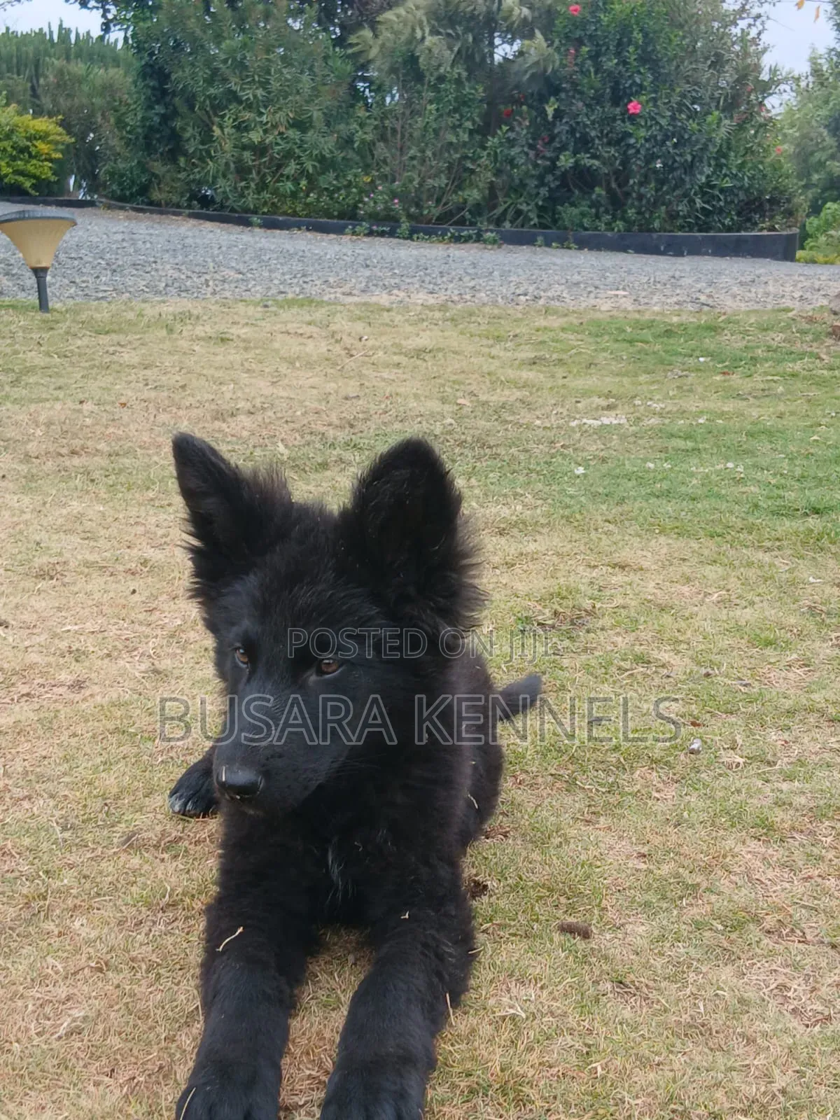 3-6 months Male Purebred German Shepherd