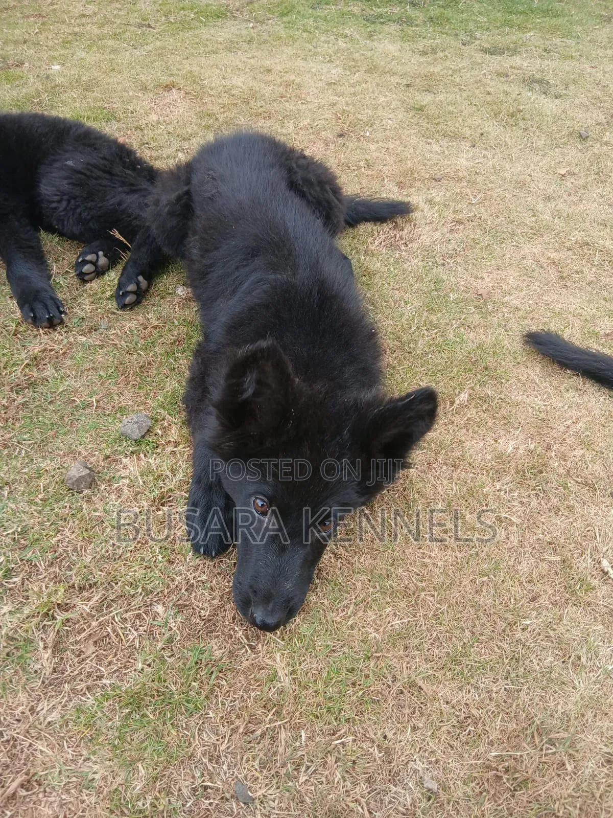 3-6 months Male Purebred German Shepherd