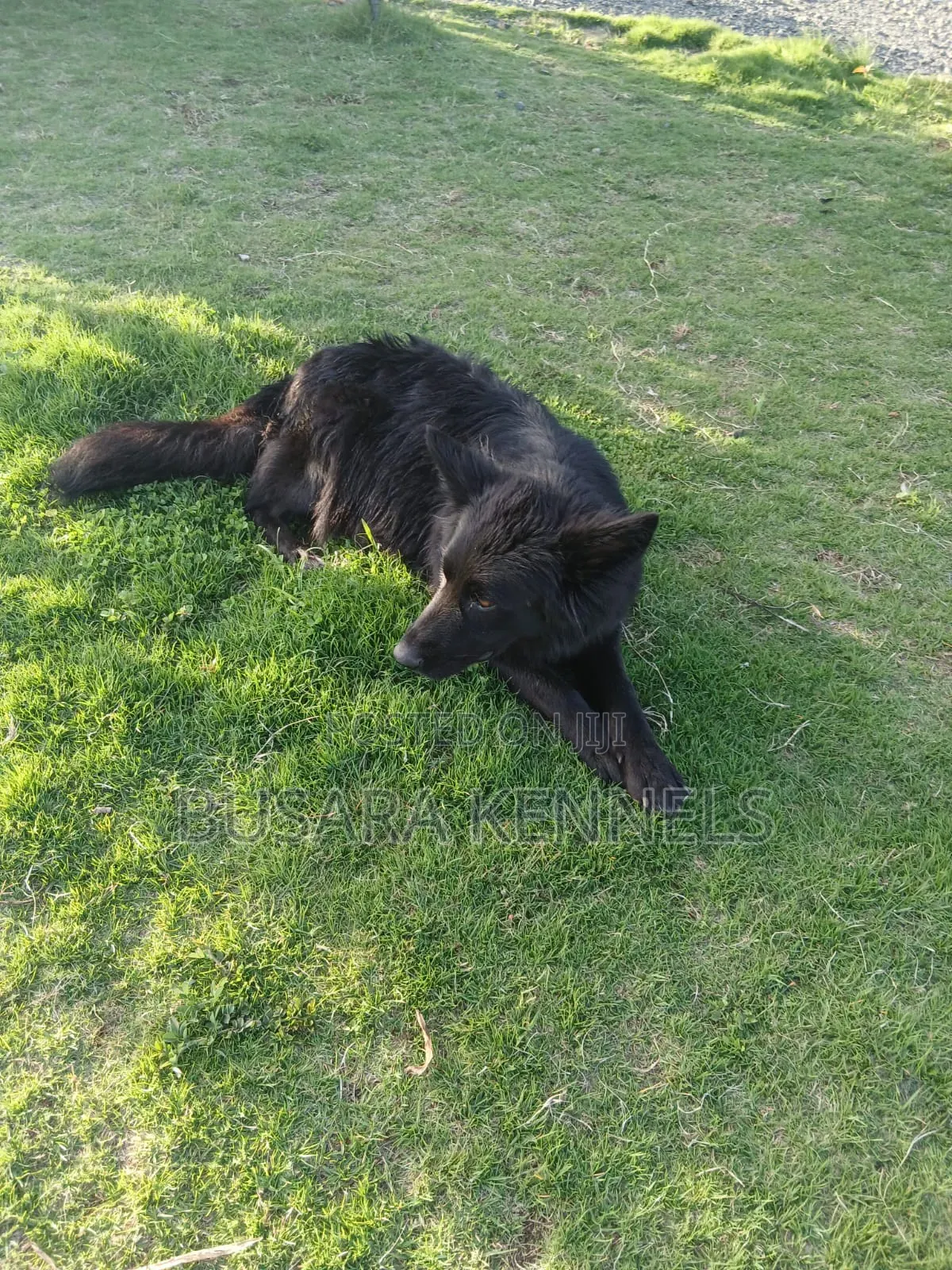 3-6 months Male Purebred German Shepherd