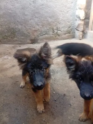 1-3 months Male Purebred German Shepherd