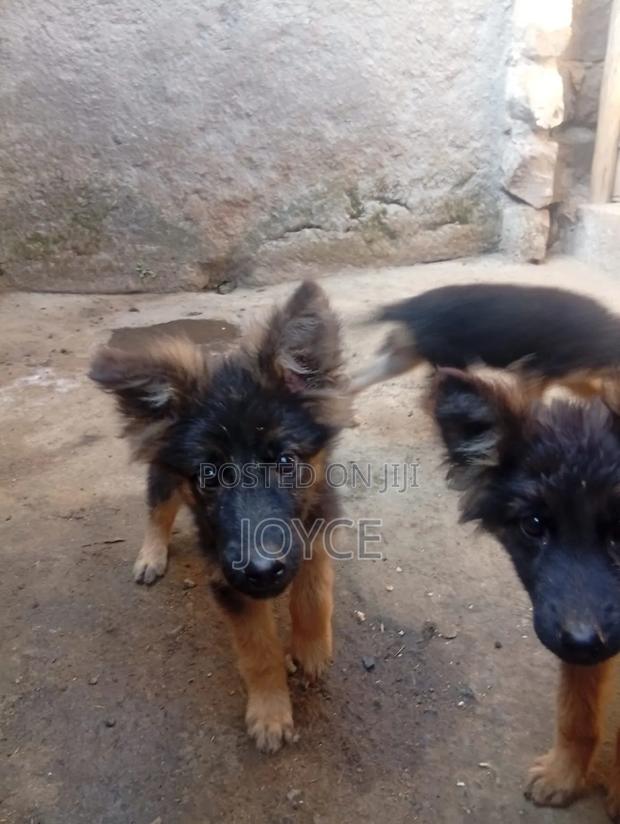 1-3 months Male Purebred German Shepherd