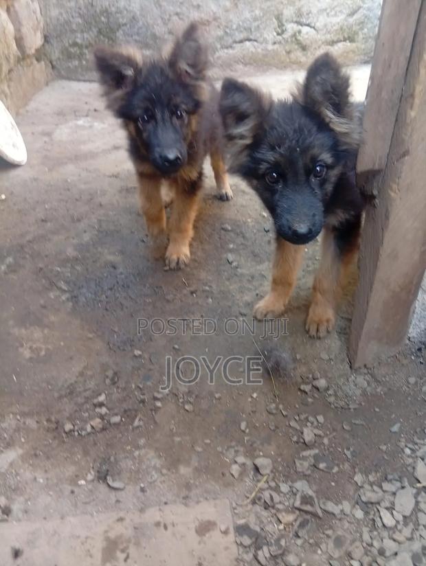 1-3 months Male Purebred German Shepherd - thumbnail 2