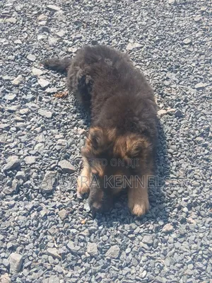 1-3 months Male Purebred German Shepherd