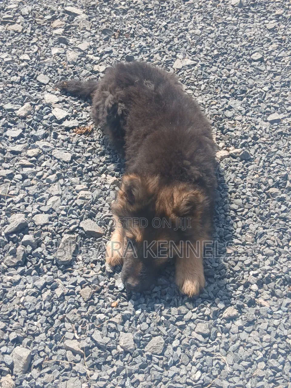 1-3 months Male Purebred German Shepherd