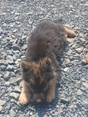 1-3 months Male Purebred German Shepherd