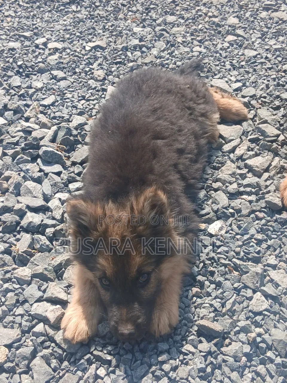 1-3 months Male Purebred German Shepherd