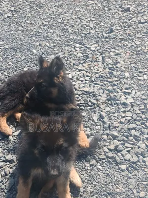 1-3 months Male Purebred German Shepherd