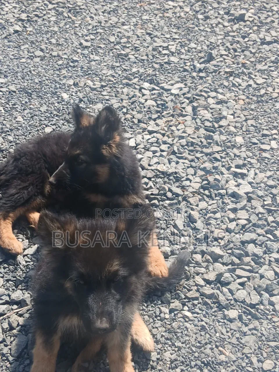 1-3 months Male Purebred German Shepherd