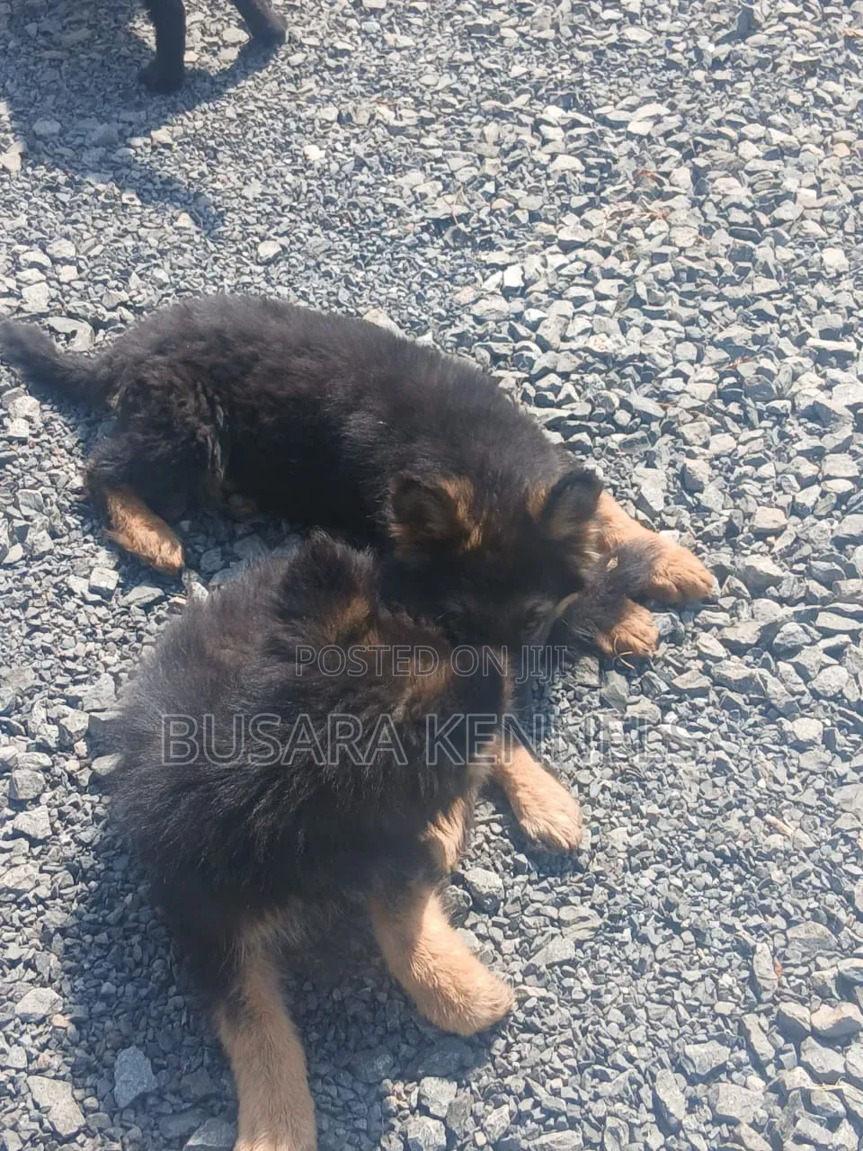 1-3 months Male Purebred German Shepherd
