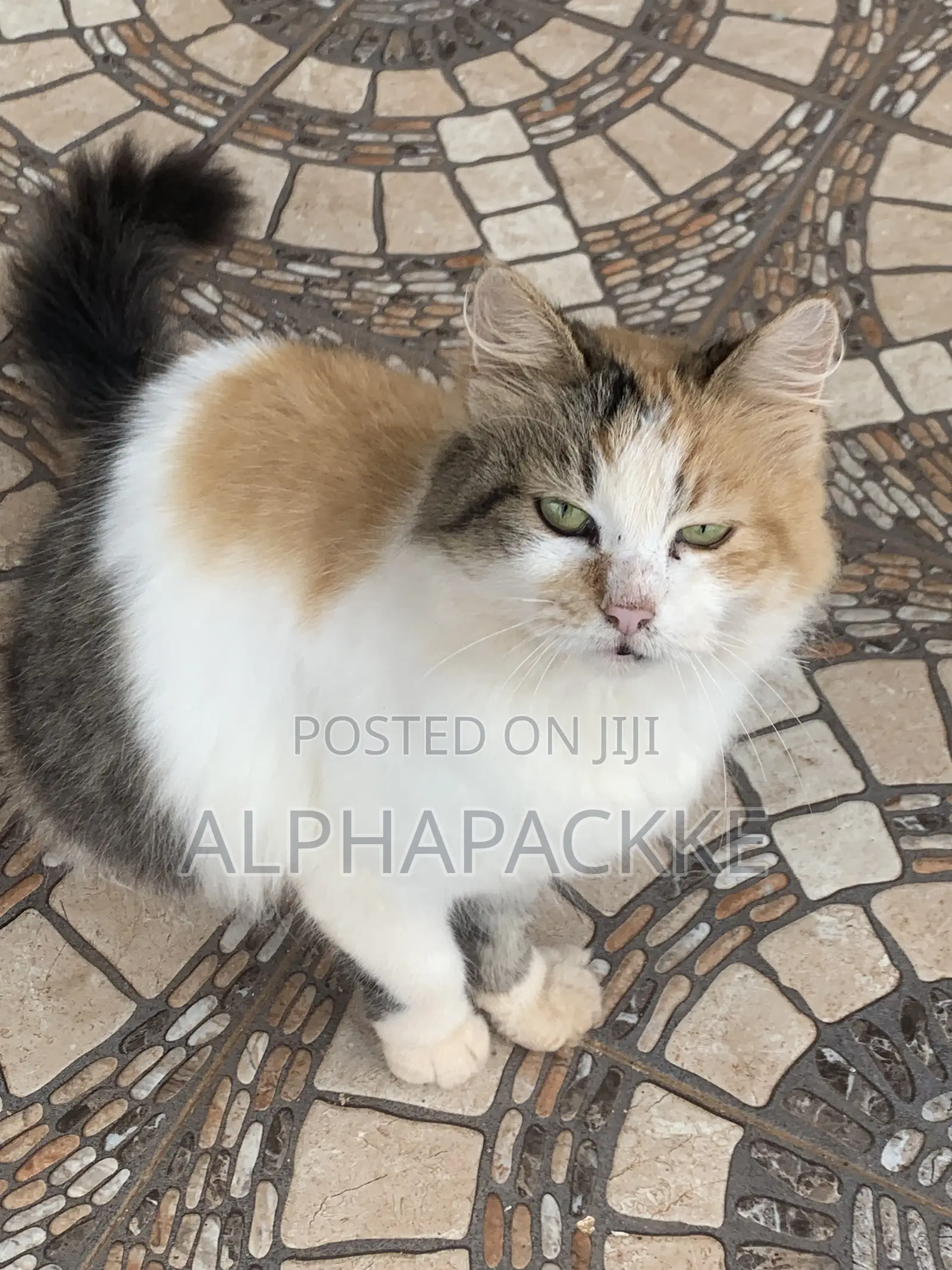 1+ year Female Mixed Breed Maine Coon
