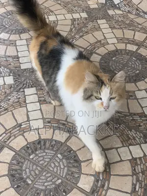 1+ year Female Mixed Breed Maine Coon