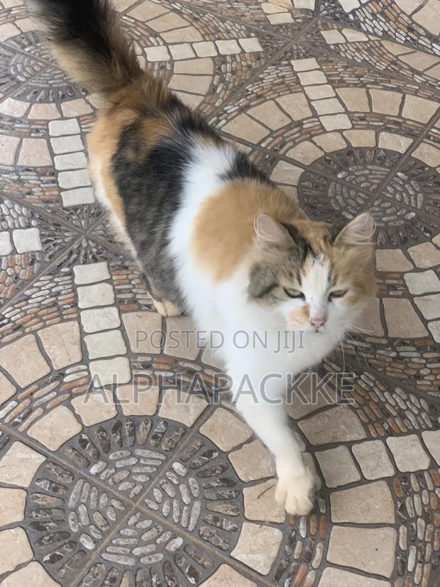 1+ year Female Mixed Breed Maine Coon - thumbnail 2