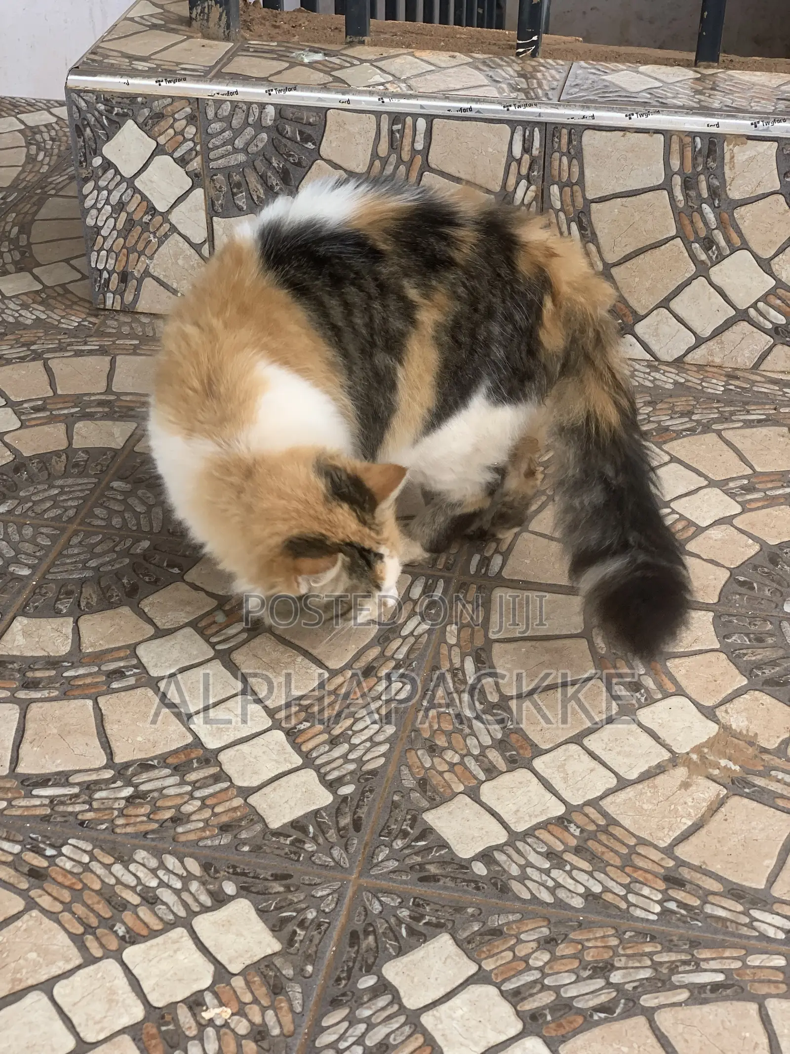 1+ year Female Mixed Breed Maine Coon