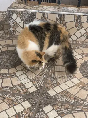 1+ year Female Mixed Breed Maine Coon