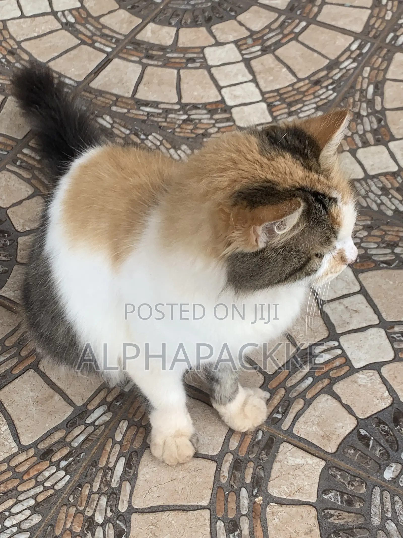 1+ year Female Mixed Breed Maine Coon