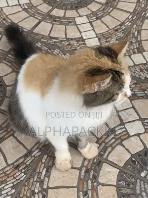 1+ year Female Mixed Breed Maine Coon