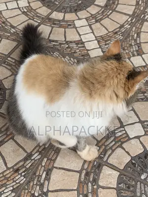 1+ year Female Mixed Breed Maine Coon