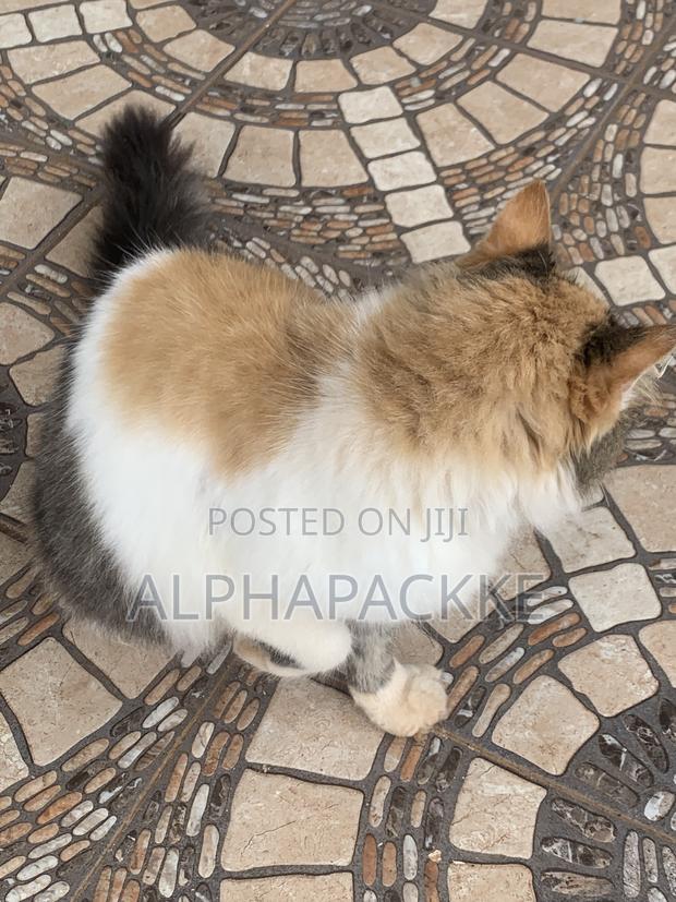 1+ year Female Mixed Breed Maine Coon - thumbnail 5