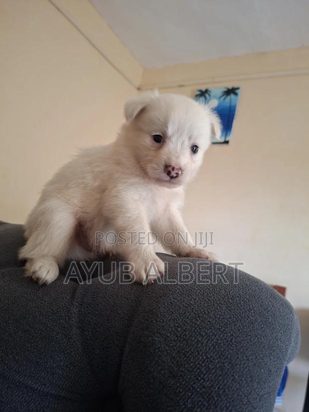 1-3 months Male Purebred Japanese Spitz