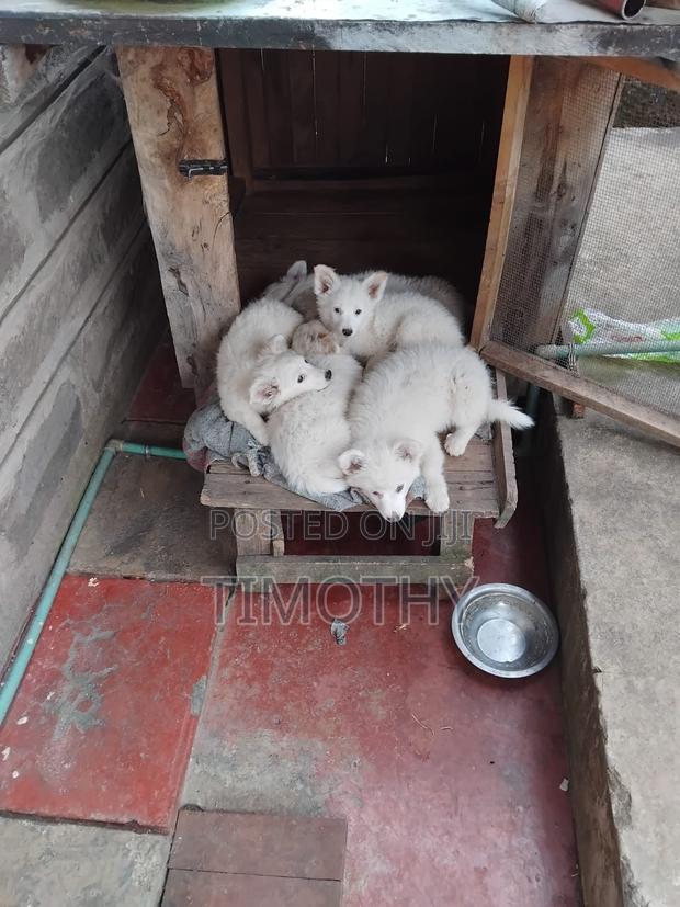 0-1 month Male Purebred Japanese Spitz - main view