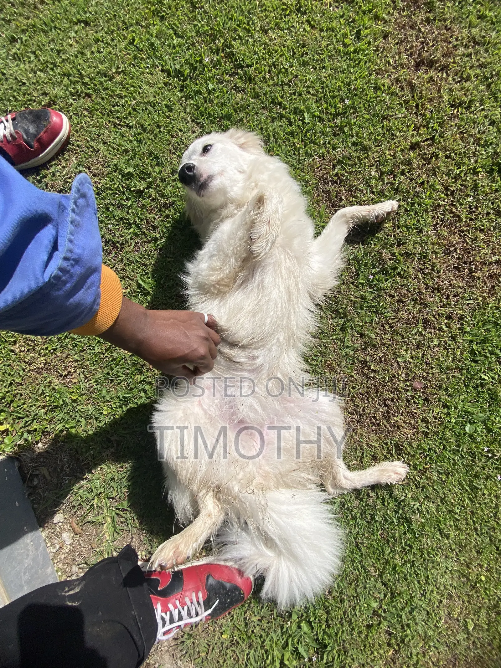 0-1 month Male Purebred Japanese Spitz