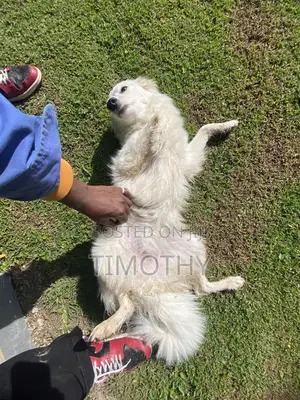 0-1 month Male Purebred Japanese Spitz