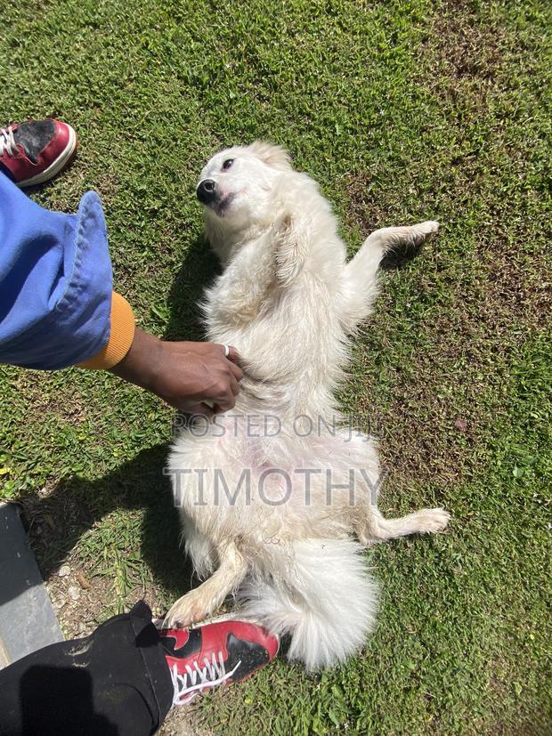 0-1 month Male Purebred Japanese Spitz - thumbnail 3
