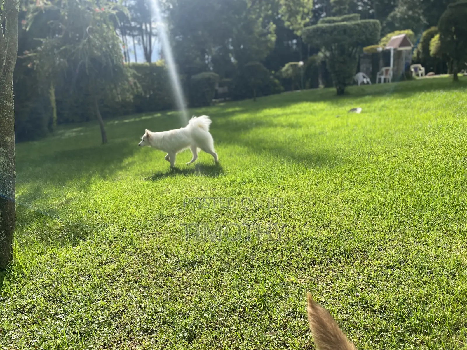 0-1 month Male Purebred Japanese Spitz