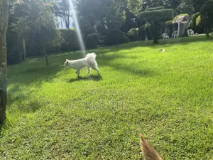 0-1 month Male Purebred Japanese Spitz