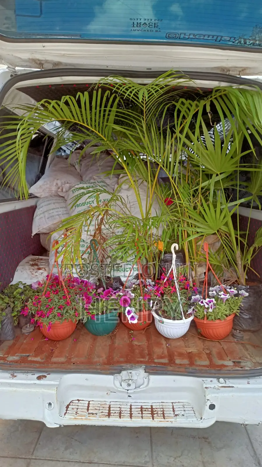 Professional Landscaping Services in Kenya