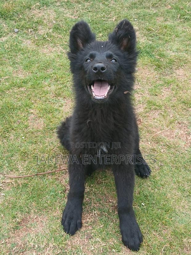 1-3 months Male Purebred German Shepherd