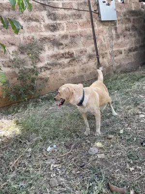 1+ year Female Purebred Golden Retriever