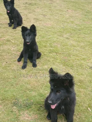 1-3 months Female Purebred German Shepherd