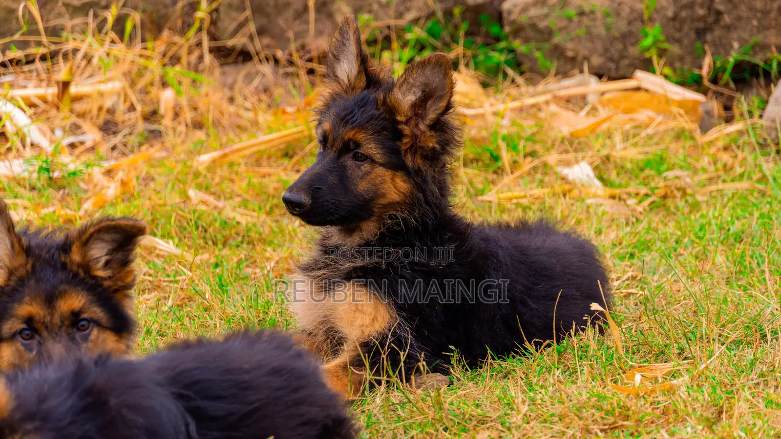 3-6 months Male Purebred German Shepherd