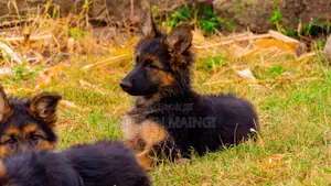 3-6 months Male Purebred German Shepherd