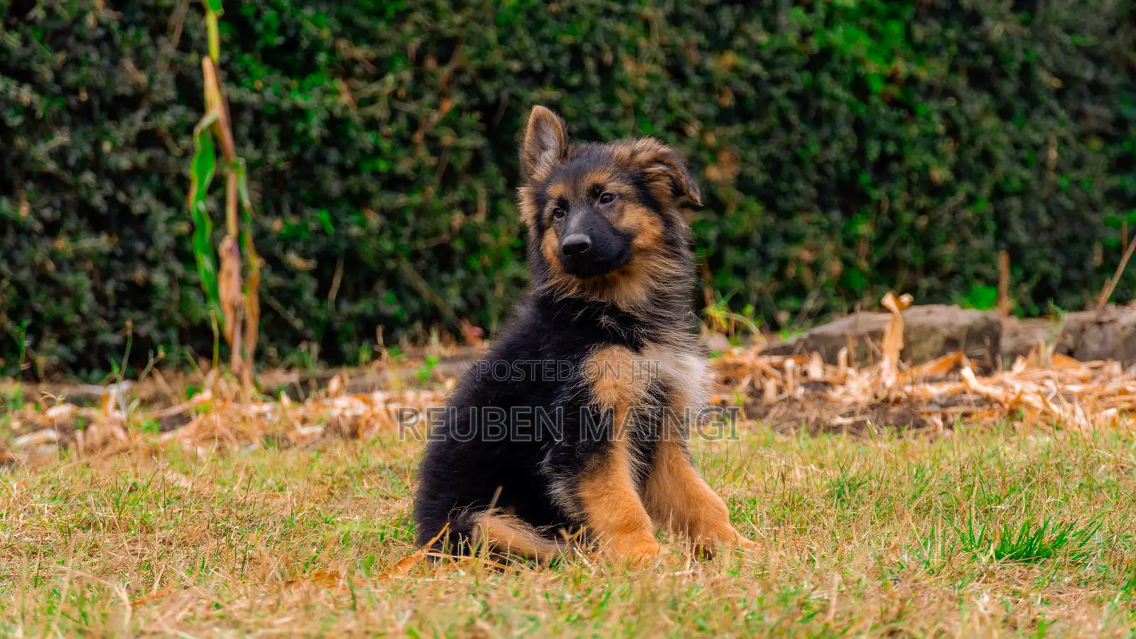 3-6 months Male Purebred German Shepherd