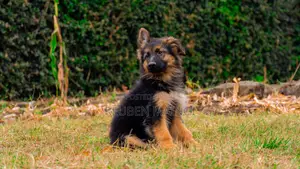 3-6 months Male Purebred German Shepherd