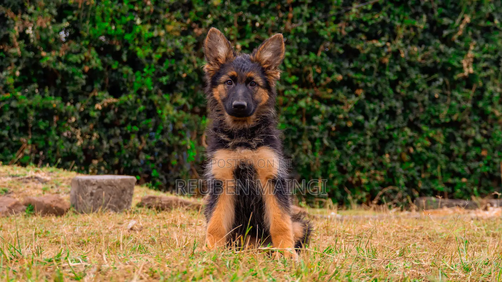 3-6 months Male Purebred German Shepherd