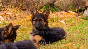 3-6 months Male Purebred German Shepherd