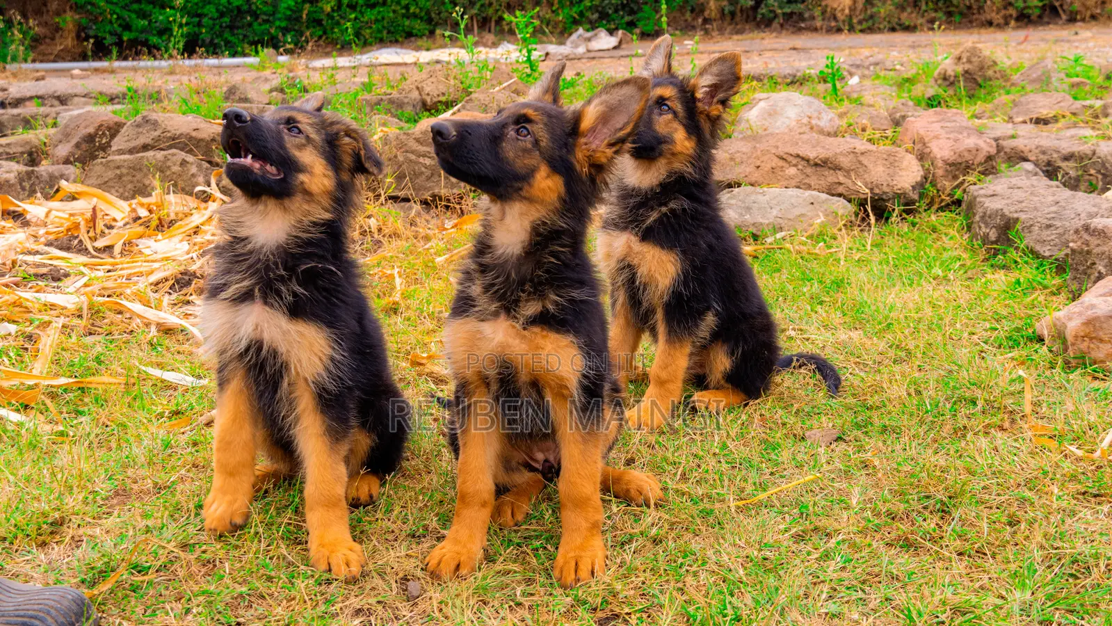 3-6 months Male Purebred German Shepherd