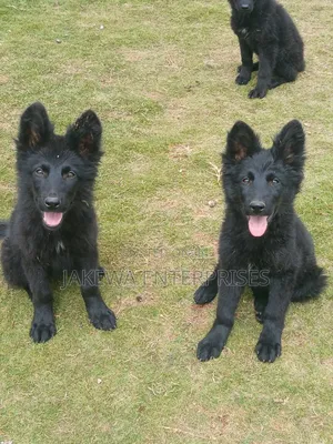1-3 months Male Purebred German Shepherd