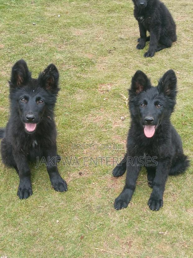 1-3 months Male Purebred German Shepherd