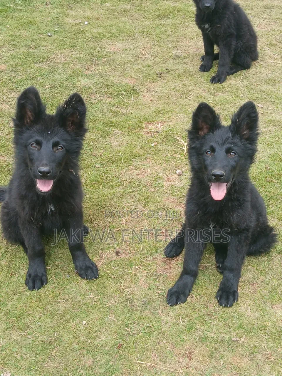1-3 months Male Purebred German Shepherd