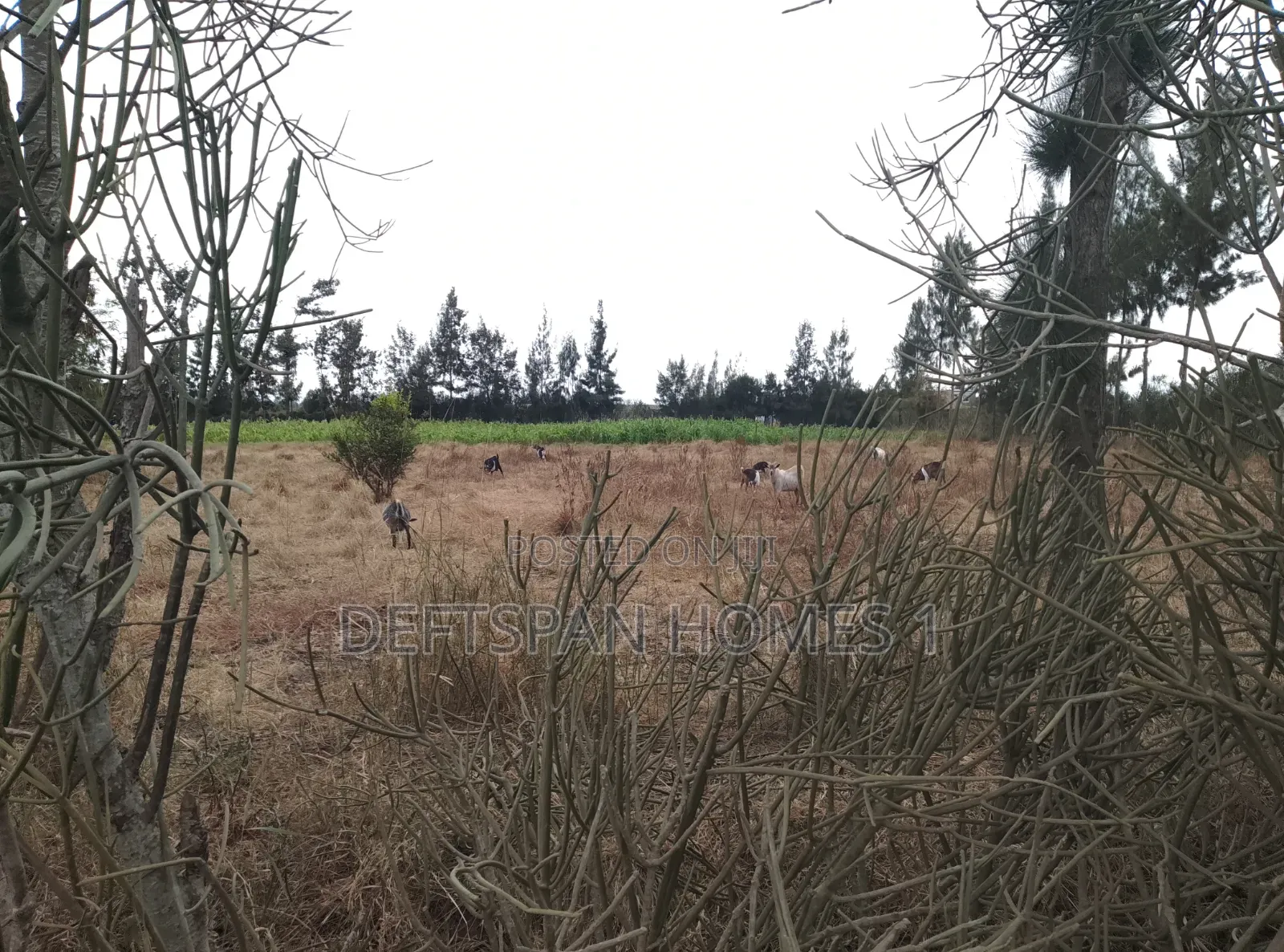 1acre Land Selling at Kantafu
